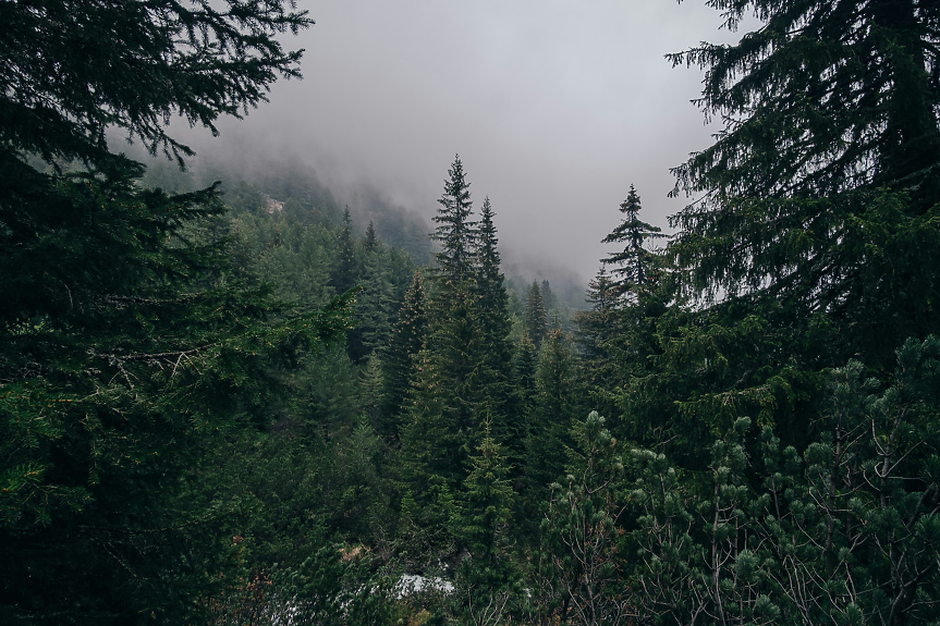 снимка: Unsplash