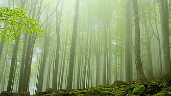 Джендема - царството на дивите кози