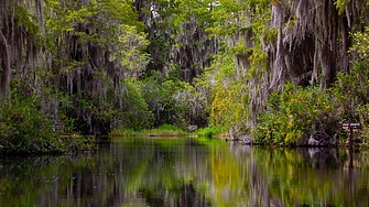 Най-голямото черно водно блато в Америка, дом на 15 000 алигатора