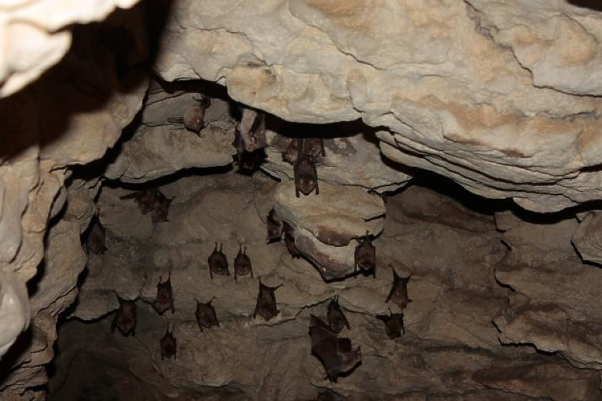 Прилепи; ©Министерство на околната среда и водите