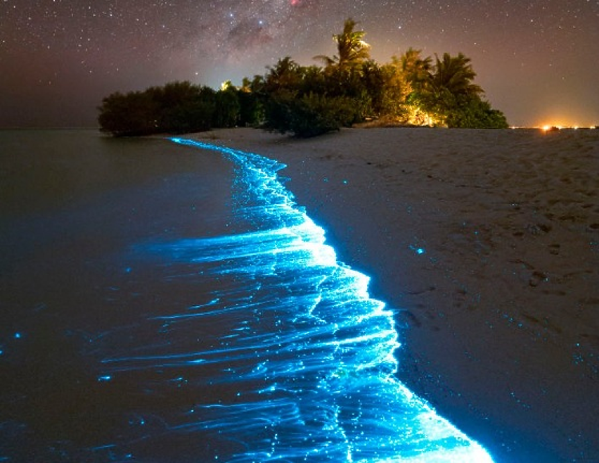 Плаж се оцвети в синьо заради биолуминесцентни водорасли