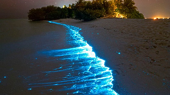 Плаж се оцвети в синьо заради биолуминесцентни водорасли