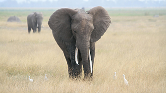 Последните гиганти на Африка: Защо слоновете със супер бивни са на ръба на изчезването?