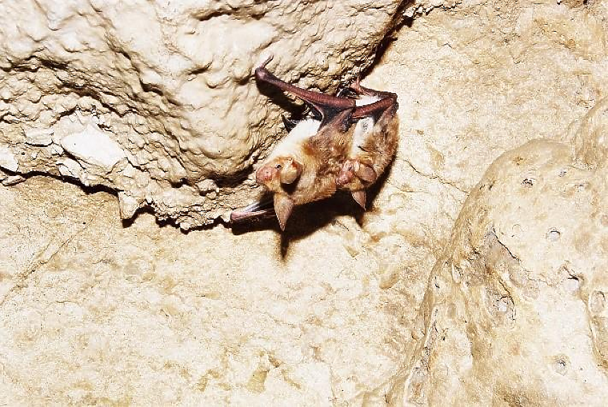 Тайният живот на прилепите у нас: Защо са жизненоважни и как да ги опазим?