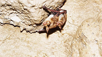 Тайният живот на прилепите у нас: Защо са жизненоважни и как да ги опазим?