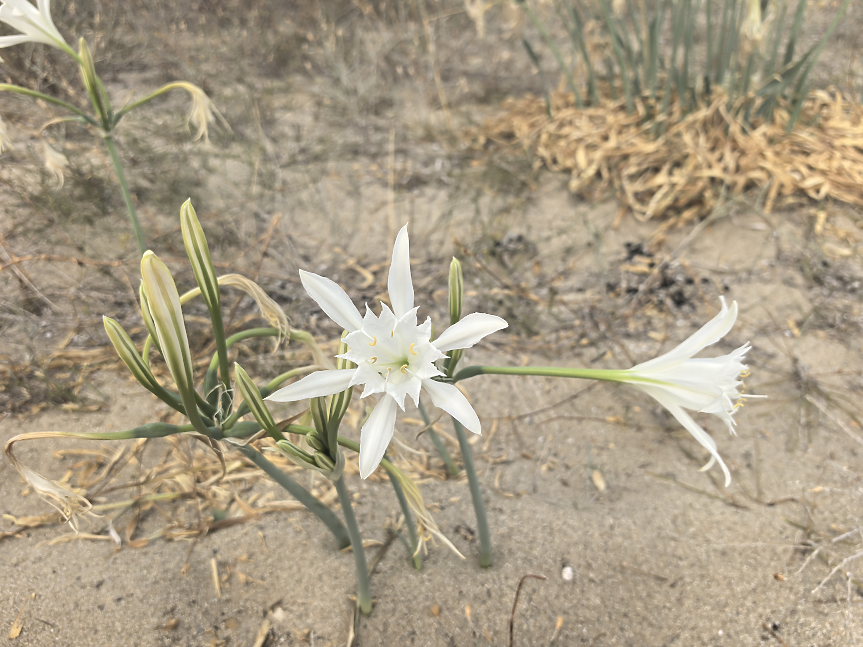 Пясъчни лилии на дюните на плаж Сахара; ©Darik Business Review