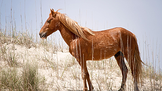 Deerwood Ranch: Последното убежище на дивите мустанги 