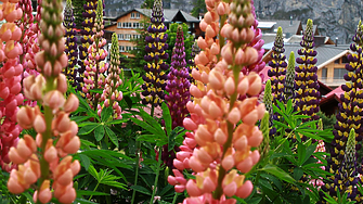 Мюрен: Швейцарското алпийско бижу без автомобили, до което се стига с най-стръмния лифт в света