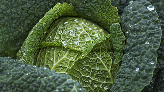 Цените на храните: Зелените чушки и зелето поскъпват рязко