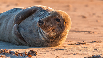 Как Гърция се бори за оцеляването на средиземноморския тюлен монах?