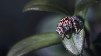 Тайната на танцуващите паяци: Как „тъмната ДНК“ е ключът към тяхното невероятно разнообразие