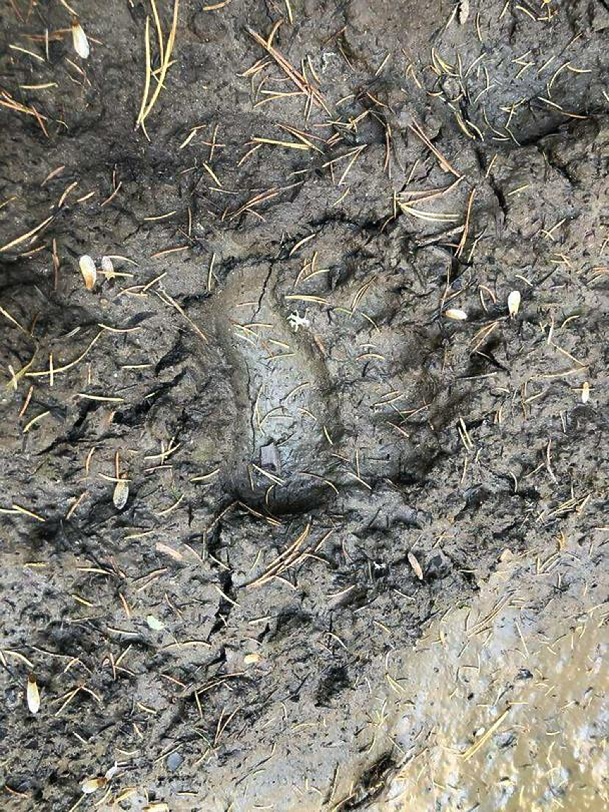 Следи от кафява мечка; ©Министерство на околната среда и водите