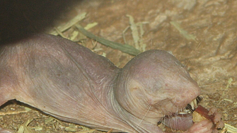 ДНК от голи къртици ключът към дългия живот?