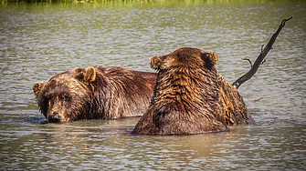 Започва ежегодното състезание за избор на най-дебела мечка в Аляска  