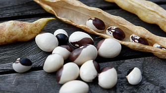 Реколтата от смилянски фасул оскъдна заради сушата