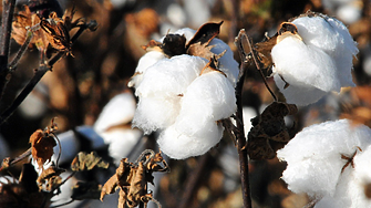 Община с под 5000 души у нас увеличи 6 пъти производството на памук за година