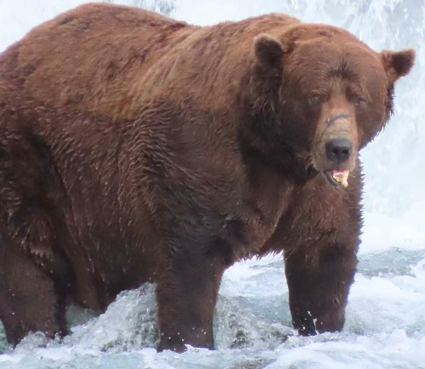 Въпреки счупената си челюст, Чънк спечели състезанието за най-дебела мечка в Аляска