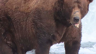 Въпреки счупената си челюст, Чънк спечели състезанието за най-дебела мечка в Аляска