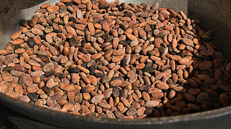 Цените на какаото се сринаха до 20-месечно дъно, но крие ли проблеми това?