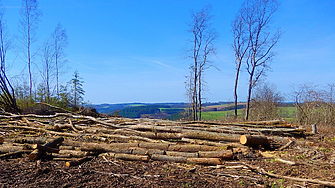 ЕС предлага шестмесечно отлагане на прилагането на закона за обезлесяването