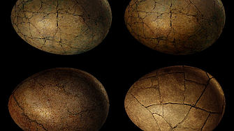 Учени датираха 86 млн. динозавърски яйца в Китай с атомен часовник