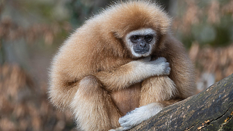 Индия обяви частният зоопарк с над 2000 вида животни на най-богатия азиатец за законен