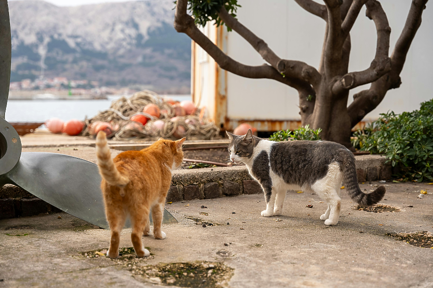 Повече котки, отколкото хора: Средиземноморският остров, който туризмът не погълна напълно