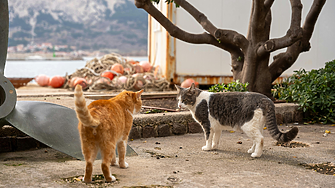 Повече котки, отколкото хора: Средиземноморският остров, който туризмът не погълна напълно