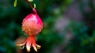 Национален Био Фест 2025: Велико Търново посреща първото голямо изложение на български биопроизводители