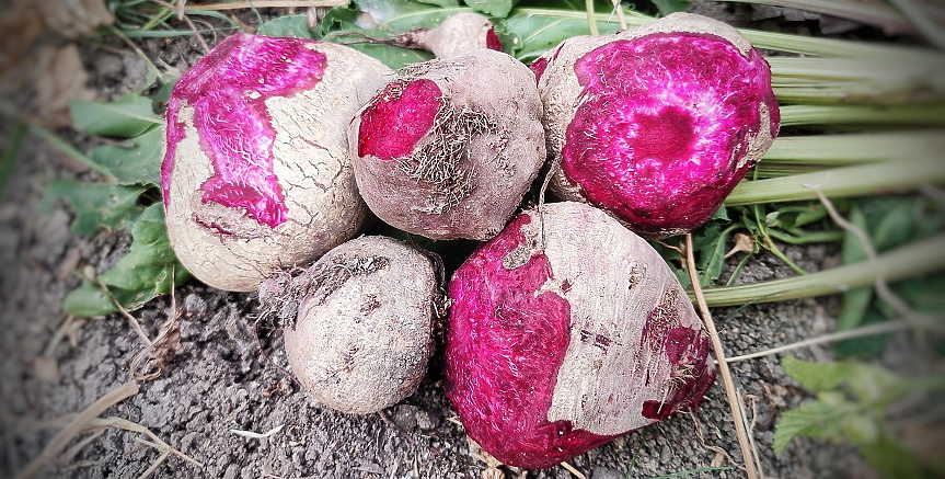 Как лекарствата за отслабване нанасят удар върху производителите на захарно цвекло