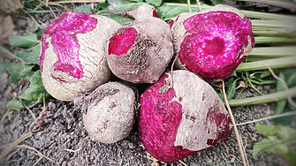 Как лекарствата за отслабване нанасят удар върху производителите на захарно цвекло