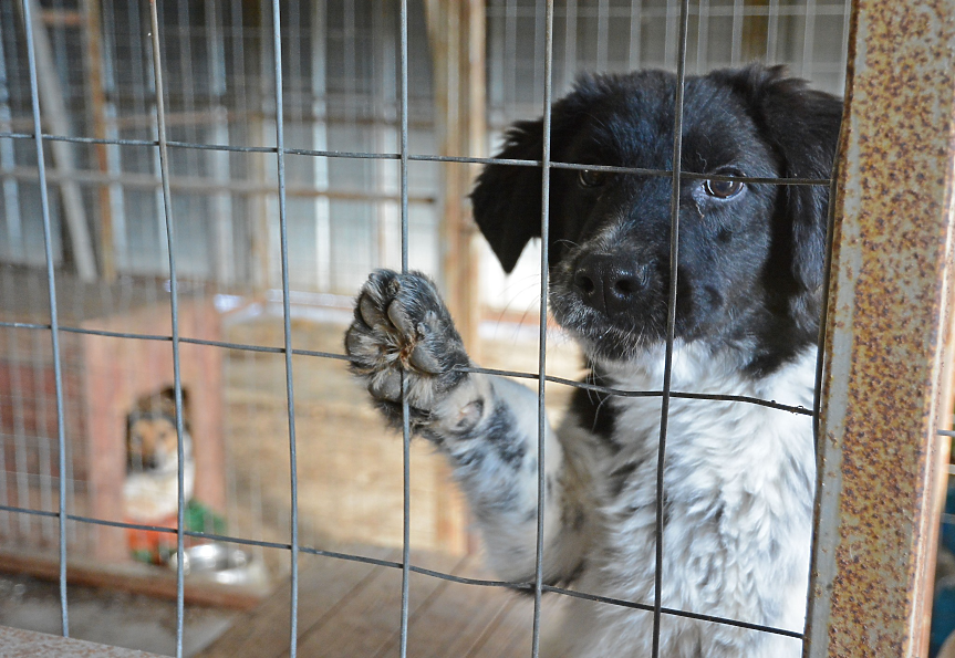 Варна търси ветеринарни лекари. Каква е заплатата?