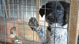 Варна търси ветеринарни лекари. Каква е заплатата?