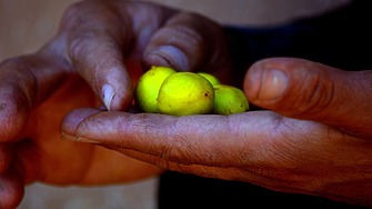 Мароканското течно злато: Аргановото масло