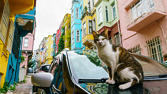 Градът, в който котките властват по улиците