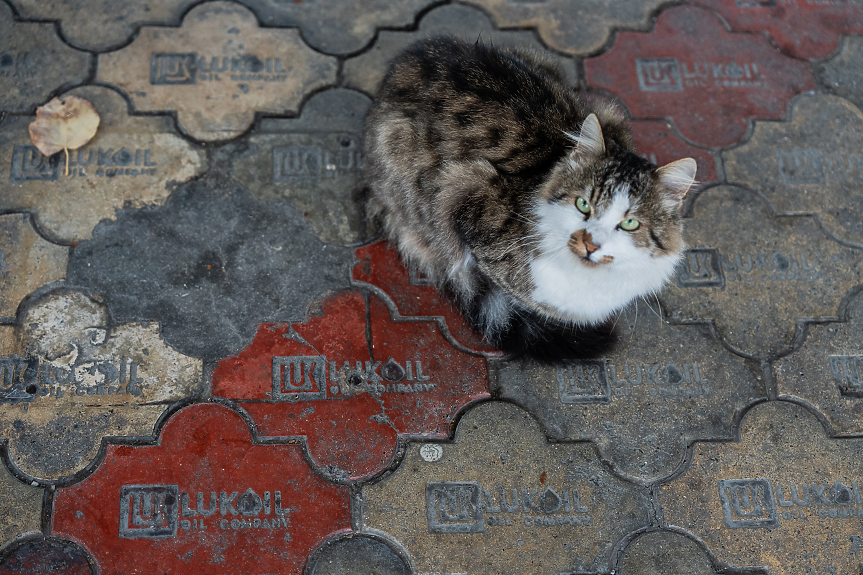 Правителството предложи Румен Спецов за особен представител в Лукойл Нефтохим
