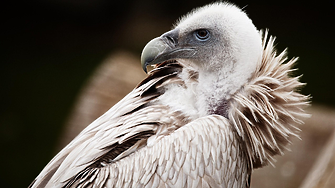 Влагат 860 000 лв. във възстановяване на популациите на редки птици у нас 