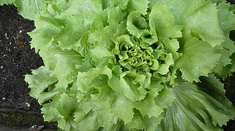 Площите за биоземеделие у нас растат с 34%. Колко са биопроизводителите?