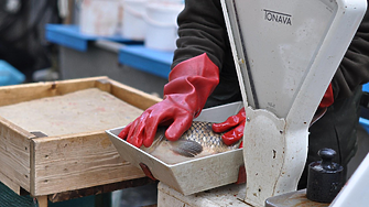 Колко струва шаранът преди Никулден?