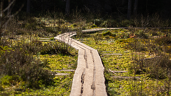 Ивицата на смъртта: Как символ на комунистическата параноя се превърна в див рай?