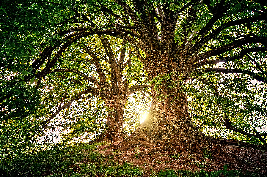 Турция - първа в Европа и четвърта в света по разрастване на горите