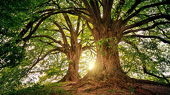 Турция - първа в Европа и четвърта в света по разрастване на горите
