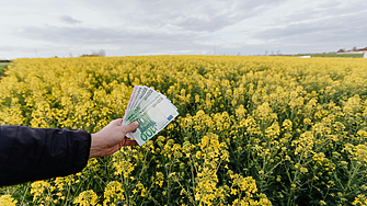 Наша съседка с рекордна реколта от рапица. Какво се случва в България? 