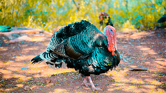 Многото имена на Турция: Как една пуйка промени името на държавата