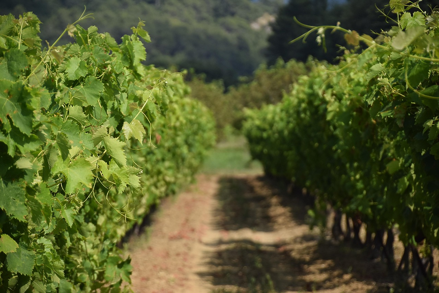 Защо Франция плаща €130 млн. на винопроизводители да изкореняват лозята си?