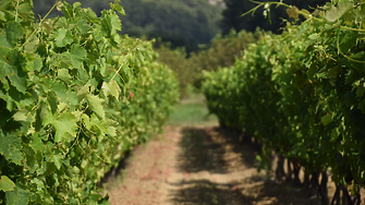 Защо Франция плаща €130 млн. на винопроизводители да изкореняват лозята си?