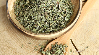 Българската чубрица често идва от Египет