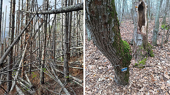 Експерт: Добивът на дървесина в България за 2025 се очертава като рекордно слаб