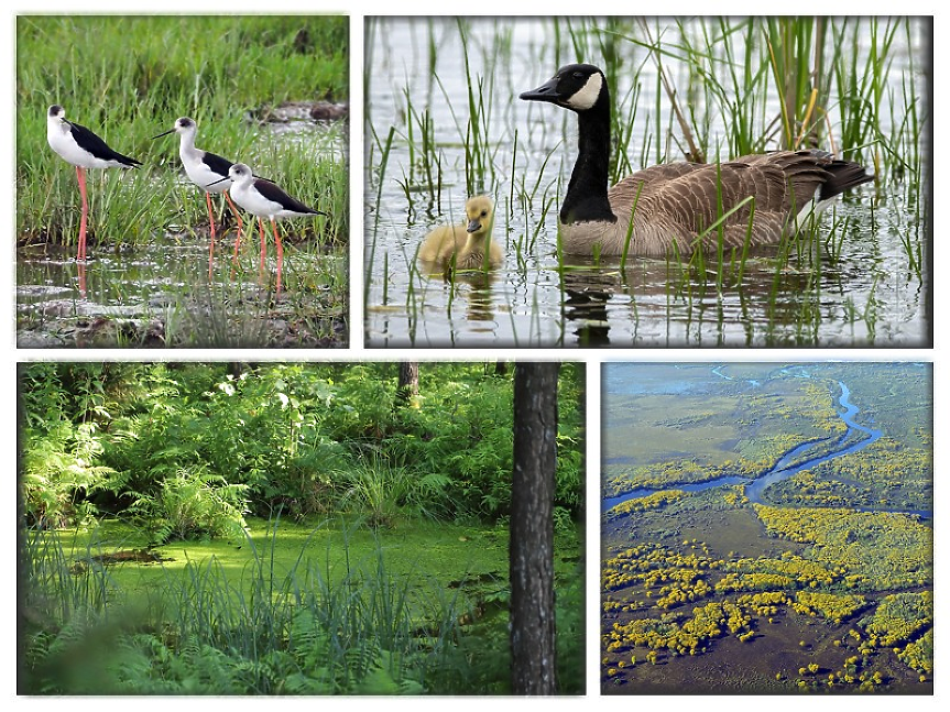 От Поморийското езеро до Сребърна: Българските влажни зони