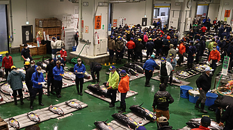 В Япония платиха рекордните $3.2 млн. за риба тон с тегло 243 кг